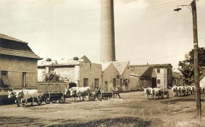 Textile Factory (Kosovo Street), Novi Sad, 1955